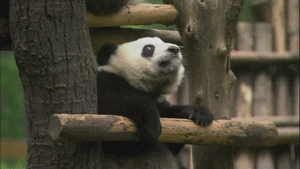 Panda Bear GIF
