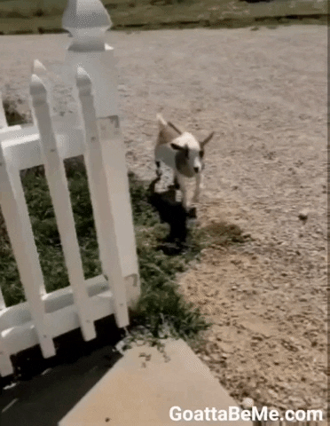 Pet Cute Goats GIF by Goatta Be Me Goats! Adventures of Java, Toffee, Pumpkin and Cookie!!