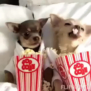 Video gif. Two chihuahua dogs sit beside each other on a sofa with cartons of popcorn and happily munch on snacks.