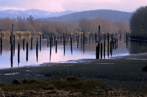 Dr Michael Piepkorn GIF