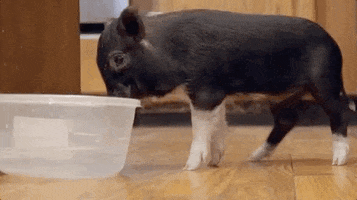 love and hip hop pig GIF by VH1