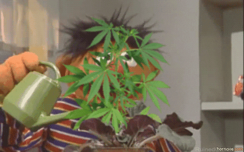 Resultado de imagen para marihuana gif