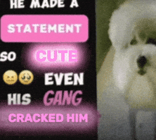 Statement Funny Dog GIF