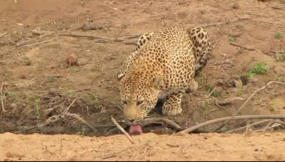 leopard