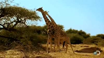 giraffe necking gif