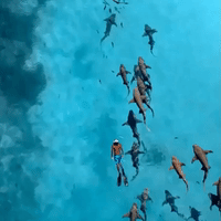 Drone Captures Serene Swimmer Gliding Alongside Nurse Sharks in Maldives Waters