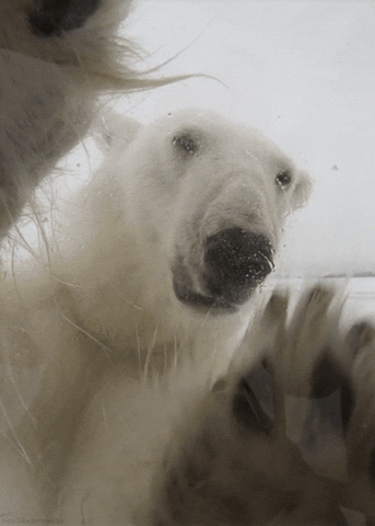 polar bear GIF by Head Like an Orange