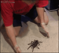 spider crawling GIF