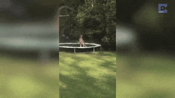 intersection funny fail jump australia GIF