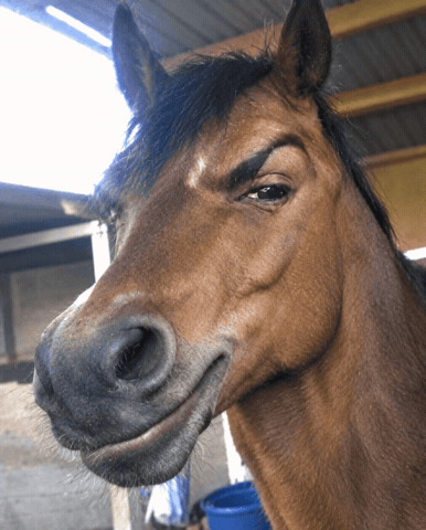 Horse Know The Shot GIF