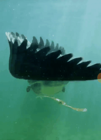 alligator swims GIF