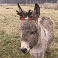 noel-danse-ne-4hZX5OYOIF38XrFYqu