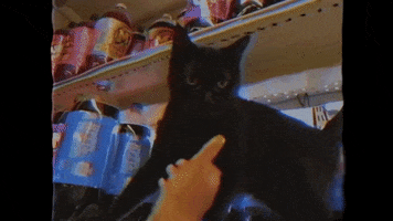 Cats Boy Like You GIF by WESLEE