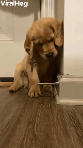 Playful Puppy Fascinated By Doorstop GIF by ViralHog