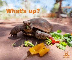 Whats Up Reaction GIF by Best Friends Animal Society