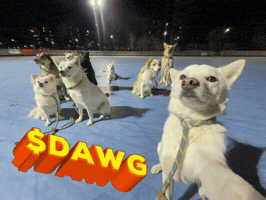 Dawg GIF