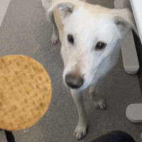 Dog Biscuit GIF by Haystack