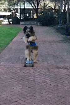 Dog Scooter GIF by Cheezburger