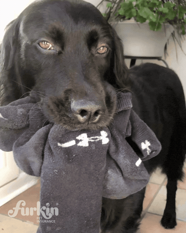 Golden Retriever Dog GIF by furkinpetinsurance