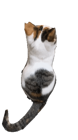 Cat Sticker by universalacademy