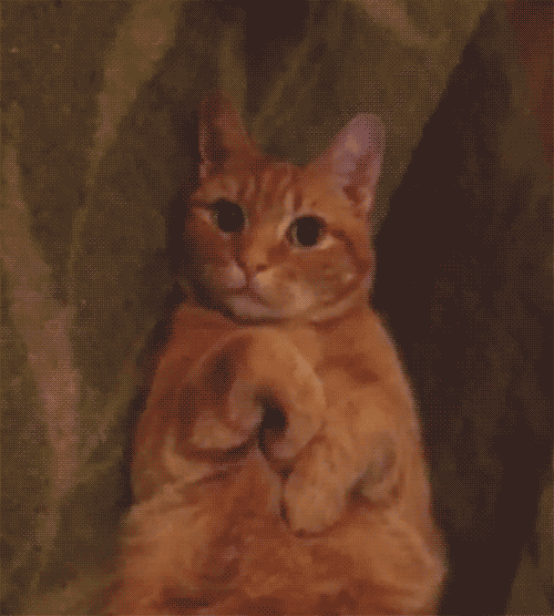 Video gif. An orange tabby cat relaxes on its back with its paws curled up as it winks at us. 