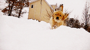 Animals Dog animated GIF