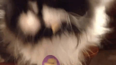 Angry Cat - Game GIF - You Think This Is A Game Cat Attack - Discover &  Share GIFs