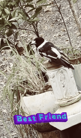 Best Friend GIF