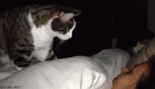 Cat Wake Up GIFs - Get the best GIF on GIPHY