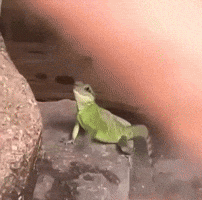 Meme GIF