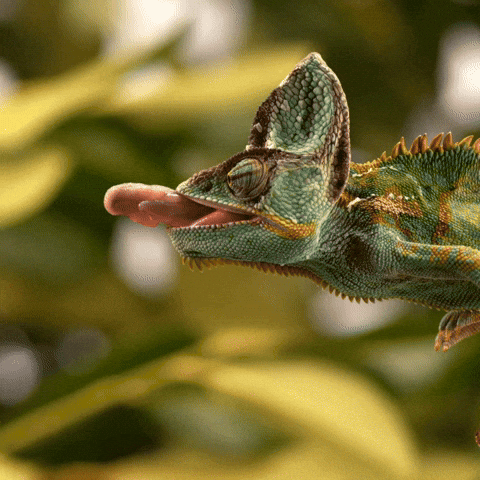 Wildlife Tongue Out GIF by Oi