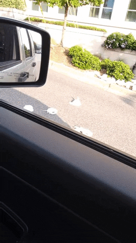 Animated GIF