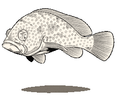 Fish 魚 Sticker