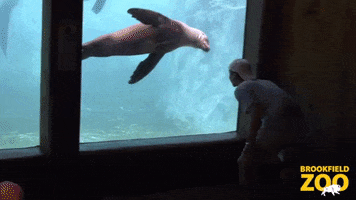 Spin Swimming GIF by Brookfield Zoo