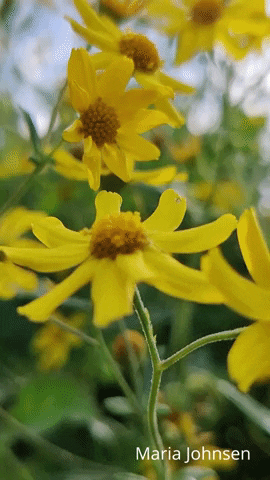 Flowers Plants GIF by Maria Johnsen