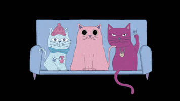 Gatas GIF by victorious_es