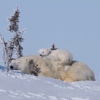 Polar Bear Cub Gets Comfortable