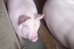 Вилофи GIF by Welofi