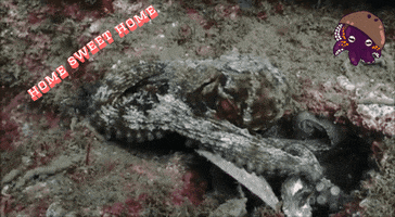 Home Sweet Home GIF by Flipper