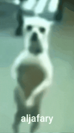Dog Dance GIF