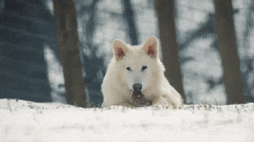 Wolf What GIF by Colossal