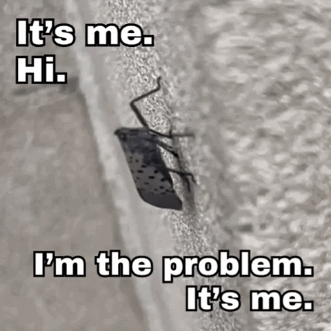 Its Me Bug GIF by Still Not A Hippie