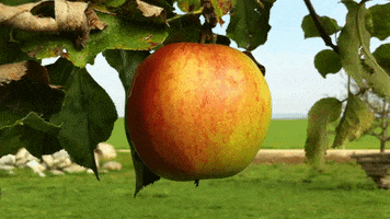 Nature GIF