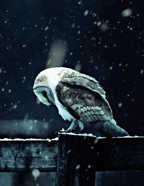 winter owl GIF