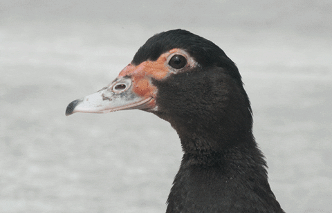 ducks
