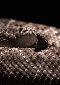 Snake-sticker GIFs - Get the best GIF on GIPHY