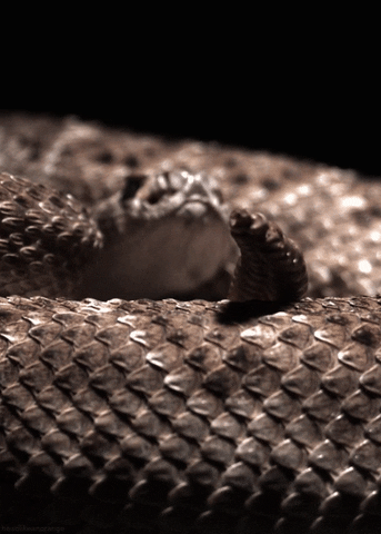 Western Diamondback Rattlesnake Snake GIF
