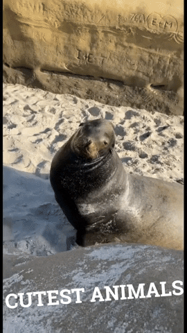 Cute Seal GIF by Maria Johnsen