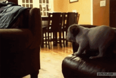 puppy fail GIF