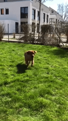 Emmy Brandtrust GIF